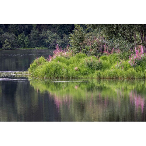Fireweed blooming on small island in lake-Margaret Eagan Sullivan Park-Anchorage-Alaska Gold Ornate Wood Framed Art Print with Double Matting by Jones, Adam