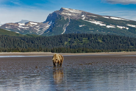 Adult female grizzly bear clamming-Lake Clark National Park and Preserve-Alaska White Modern Wood Framed Art Print with Double Matting by Jones, Adam