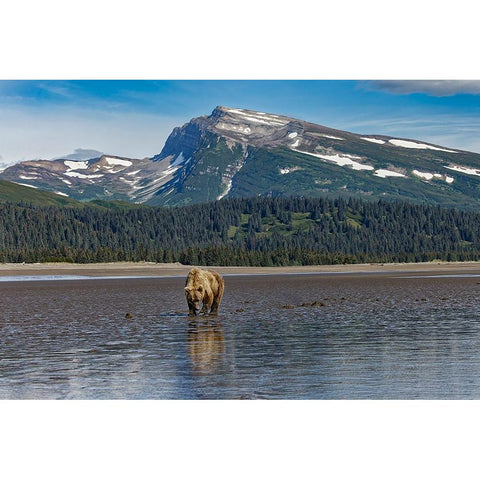 Adult female grizzly bear clamming-Lake Clark National Park and Preserve-Alaska Black Modern Wood Framed Art Print with Double Matting by Jones, Adam