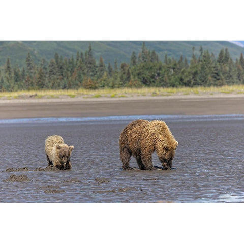 Adult female grizzly bear and cub clamming-Lake Clark National Park and Preserve-Alaska White Modern Wood Framed Art Print by Jones, Adam