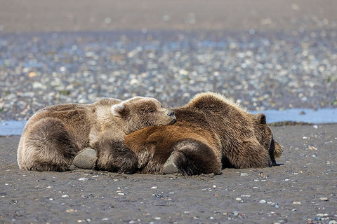 Female grizzly bear with second year cub sleeping on her back-Lake Clark National Park White Modern Wood Framed Art Print with Double Matting by Jones, Adam