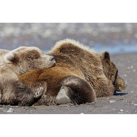 Female grizzly bear with second year cub sleeping on her back-Lake Clark National Park Black Modern Wood Framed Art Print with Double Matting by Jones, Adam
