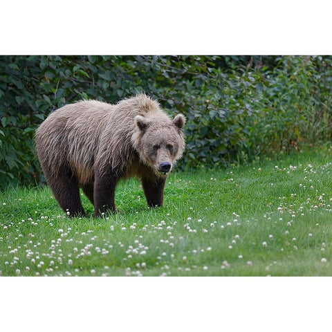 Grizzly bear-Lake Clark National Park and Preserve-Alaska Black Modern Wood Framed Art Print by Jones, Adam