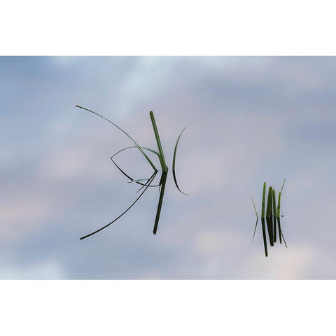 Grass stems and sky reflecting on pond surface-Lake Clark National Park and Preserve-Alaska Black Modern Wood Framed Art Print by Jones, Adam