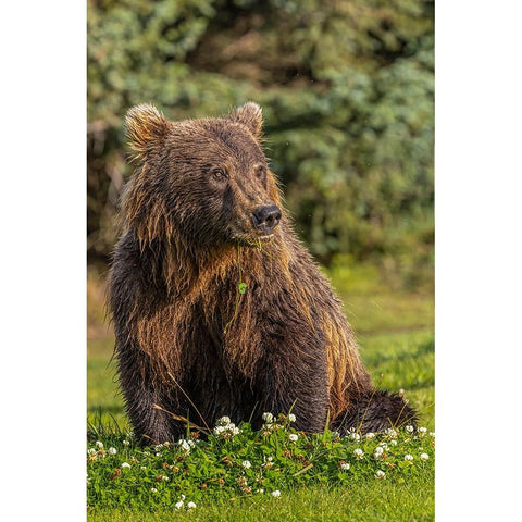Grizzly bear eating clover-Lake Clark National Park and Preserve-Alaska White Modern Wood Framed Art Print by Jones, Adam