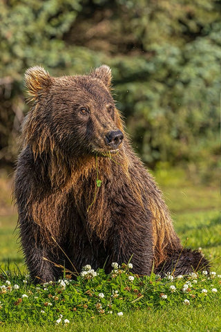 Grizzly bear eating clover-Lake Clark National Park and Preserve-Alaska Black Ornate Wood Framed Art Print with Double Matting by Jones, Adam