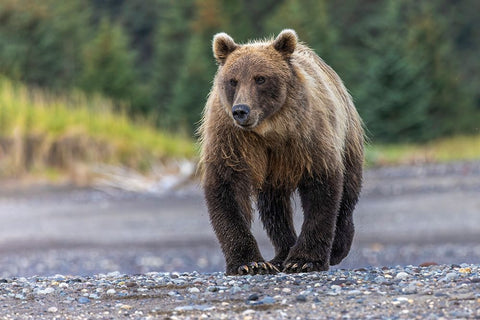 Grizzly bear-Lake Clark National Park and Preserve-Alaska White Modern Wood Framed Art Print with Double Matting by Jones, Adam