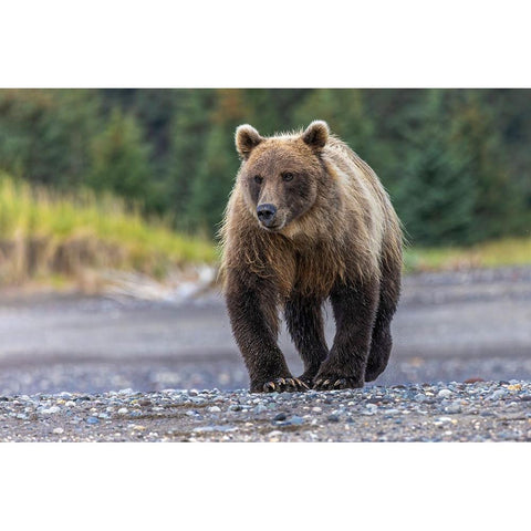 Grizzly bear-Lake Clark National Park and Preserve-Alaska White Modern Wood Framed Art Print by Jones, Adam