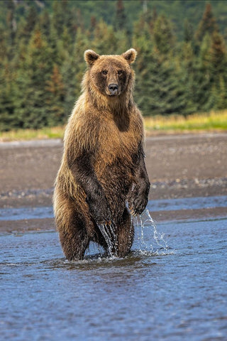 Grizzly bear standing-Lake Clark National Park and Preserve-Alaska White Modern Wood Framed Art Print with Double Matting by Jones, Adam