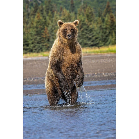 Grizzly bear standing-Lake Clark National Park and Preserve-Alaska Black Modern Wood Framed Art Print by Jones, Adam