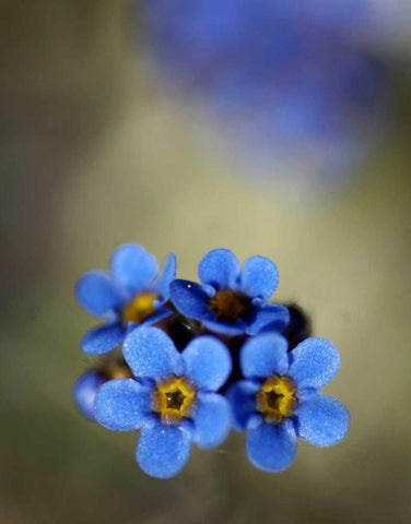 AK, Arctic NWR, Alpine forget-me-not flowers White Modern Wood Framed Art Print with Double Matting by Kirkland, Dennis