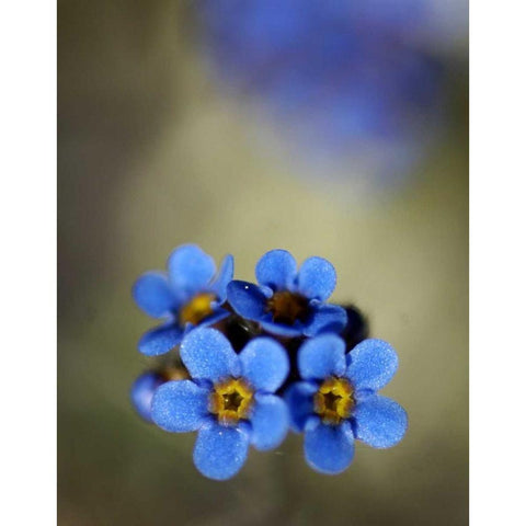 AK, Arctic NWR, Alpine forget-me-not flowers Gold Ornate Wood Framed Art Print with Double Matting by Kirkland, Dennis
