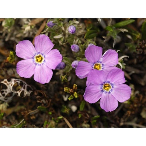 AK, Arctic NWR, Siberian flox flowers Black Modern Wood Framed Art Print by Kirkland, Dennis