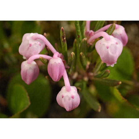 AK, Arctic NWR, Bog rosemary flowers Gold Ornate Wood Framed Art Print with Double Matting by Kirkland, Dennis