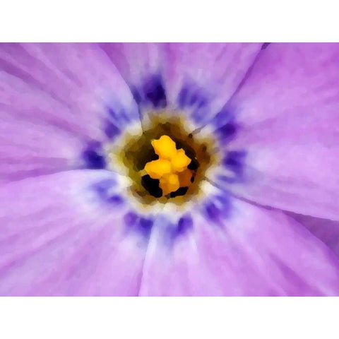 AK, Artic NWR, Abstract Siberian flox flower Black Modern Wood Framed Art Print by Kirkland, Dennis