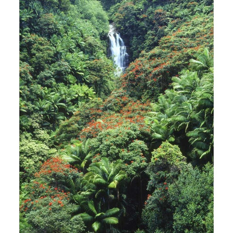 USA, Hawaii, Waterfall in a tropical rain forest Black Modern Wood Framed Art Print by Talbot Frank, Christopher