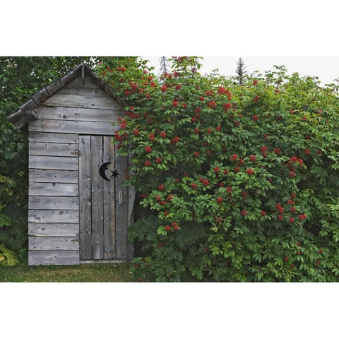 AK, Homer An outhouse with elderberries White Modern Wood Framed Art Print by Flaherty, Dennis