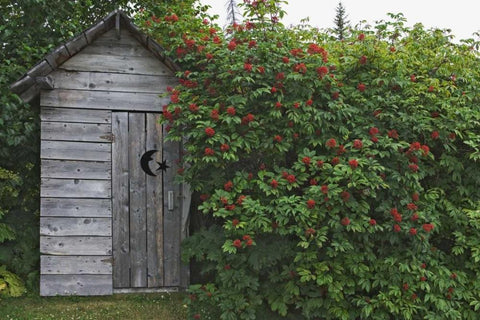 AK, Homer An outhouse with elderberries Black Ornate Wood Framed Art Print with Double Matting by Flaherty, Dennis