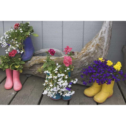 Alaska, Homer Rubber boots used as flower pots White Modern Wood Framed Art Print by Flaherty, Dennis