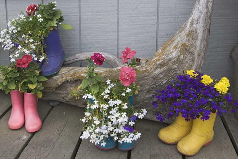 Alaska, Homer Rubber boots used as flower pots White Modern Wood Framed Art Print with Double Matting by Flaherty, Dennis