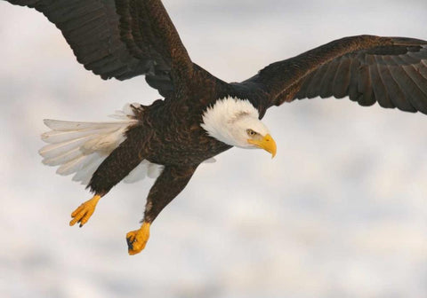 USA, Alaska, Homer Bald eagle in landing posture White Modern Wood Framed Art Print with Double Matting by Morris, Arthur