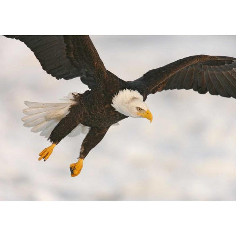 USA, Alaska, Homer Bald eagle in landing posture Black Modern Wood Framed Art Print by Morris, Arthur