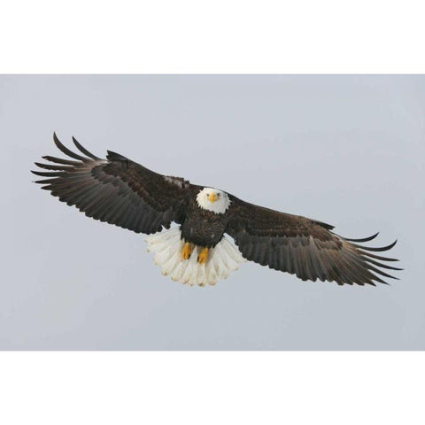 Alaska, Homer Bald eagle flying White Modern Wood Framed Art Print by Morris, Arthur