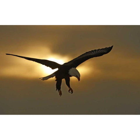 AK, Homer Bald eagle in preparing to land Black Modern Wood Framed Art Print with Double Matting by Morris, Arthur