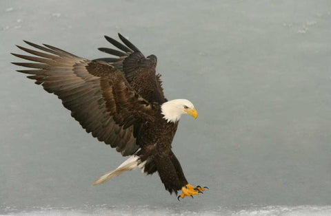 USA, Alaska, Homer Bald eagle in landing posture White Modern Wood Framed Art Print with Double Matting by Morris, Arthur