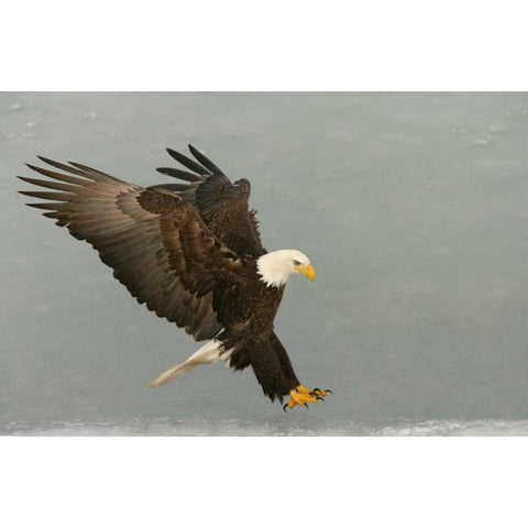 USA, Alaska, Homer Bald eagle in landing posture Gold Ornate Wood Framed Art Print with Double Matting by Morris, Arthur