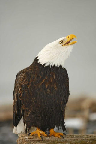 Alaska, Homer Bald eagle sitting on log calling Black Ornate Wood Framed Art Print with Double Matting by Morris, Arthur