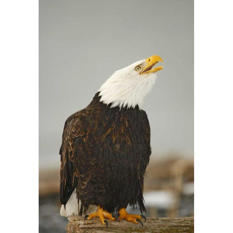 Alaska, Homer Bald eagle sitting on log calling White Modern Wood Framed Art Print by Morris, Arthur