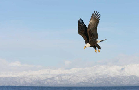 AK, Homer Bald eagle in flight with upbeat wings White Modern Wood Framed Art Print with Double Matting by Morris, Arthur