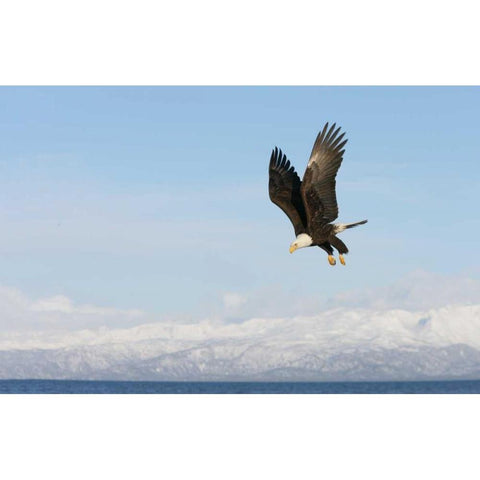 AK, Homer Bald eagle in flight with upbeat wings Black Modern Wood Framed Art Print by Morris, Arthur