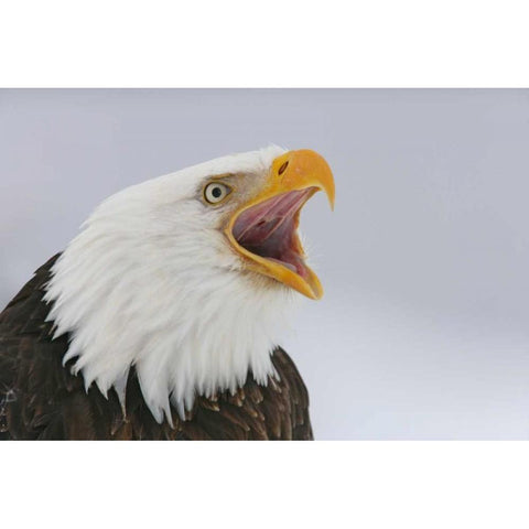 USA, Alaska, Homer Bald eagle screaming Gold Ornate Wood Framed Art Print with Double Matting by Morris, Arthur
