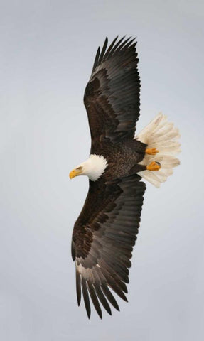 Alaska, Homer Bald eagle flying White Modern Wood Framed Art Print with Double Matting by Morris, Arthur