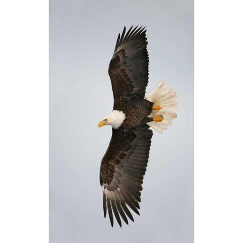Alaska, Homer Bald eagle flying Black Modern Wood Framed Art Print by Morris, Arthur