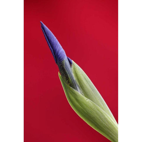 USA, Alaska, Nome Wild iris budding Black Modern Wood Framed Art Print with Double Matting by Morris, Arthur