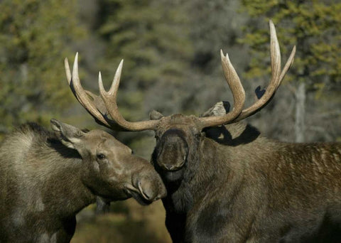 Alaska, Anchorage Male and female moose nuzzle White Modern Wood Framed Art Print with Double Matting by Morris, Arthur