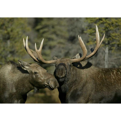 Alaska, Anchorage Male and female moose nuzzle Black Modern Wood Framed Art Print by Morris, Arthur