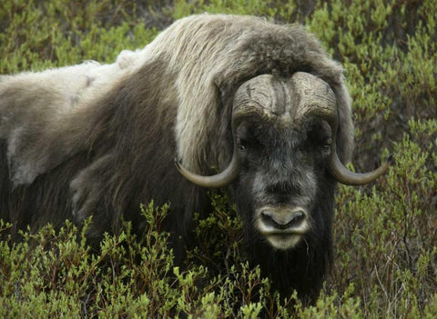 Alaska, Nome Musk ox standing in bushes White Modern Wood Framed Art Print with Double Matting by Morris, Arthur