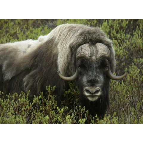 Alaska, Nome Musk ox standing in bushes White Modern Wood Framed Art Print by Morris, Arthur