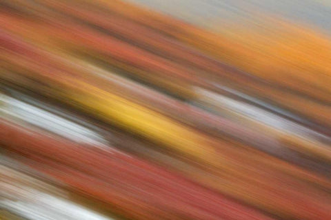 AK, Denali NP Abstract blur of autumn tundra Black Ornate Wood Framed Art Print with Double Matting by Morris, Arthur