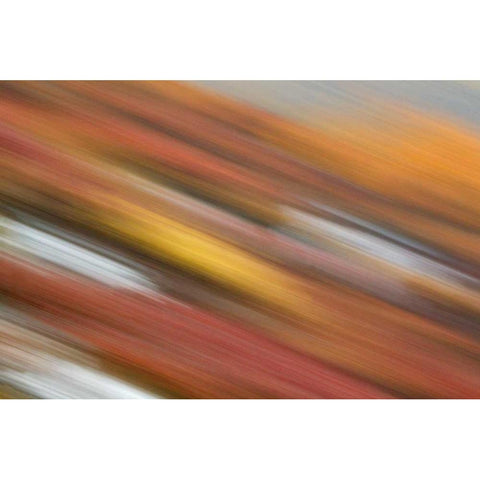 AK, Denali NP Abstract blur of autumn tundra White Modern Wood Framed Art Print by Morris, Arthur