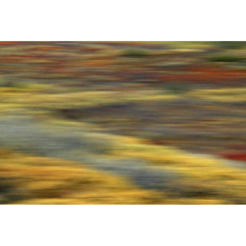 AK, Denali NP Abstract blur of autumn tundra Black Modern Wood Framed Art Print by Morris, Arthur