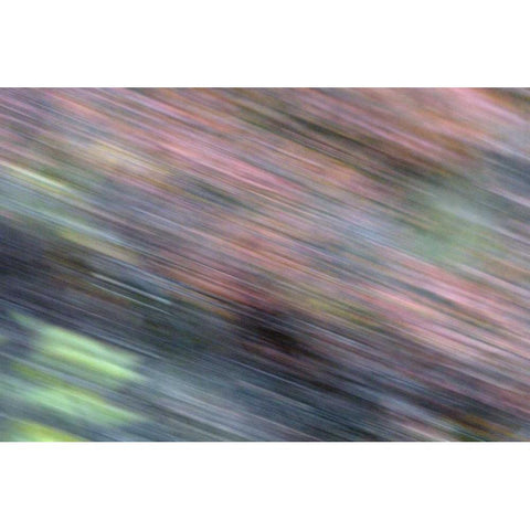 AK, Denali NP Blur of autumn tundra spruce trees Gold Ornate Wood Framed Art Print with Double Matting by Morris, Arthur