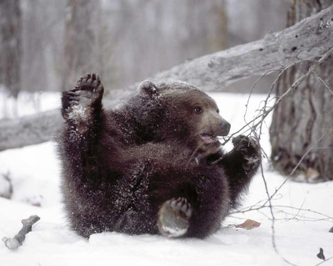 Alaska Grizzly plays with tree branch in winter Black Ornate Wood Framed Art Print with Double Matting by Zuckerman, Jim