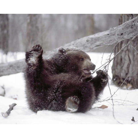 Alaska Grizzly plays with tree branch in winter Black Modern Wood Framed Art Print by Zuckerman, Jim