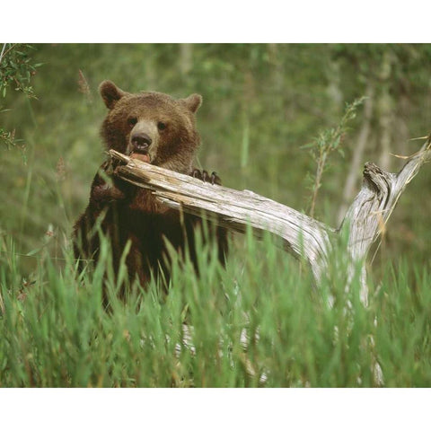 USA, Alaska Grizzly bear licks dead tree branch Black Modern Wood Framed Art Print by Zuckerman, Jim