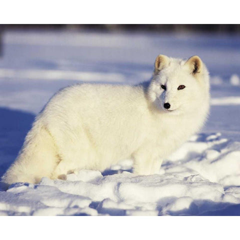 USA, Alaska Arctic fox in winter coat Black Modern Wood Framed Art Print with Double Matting by Zuckerman, Jim